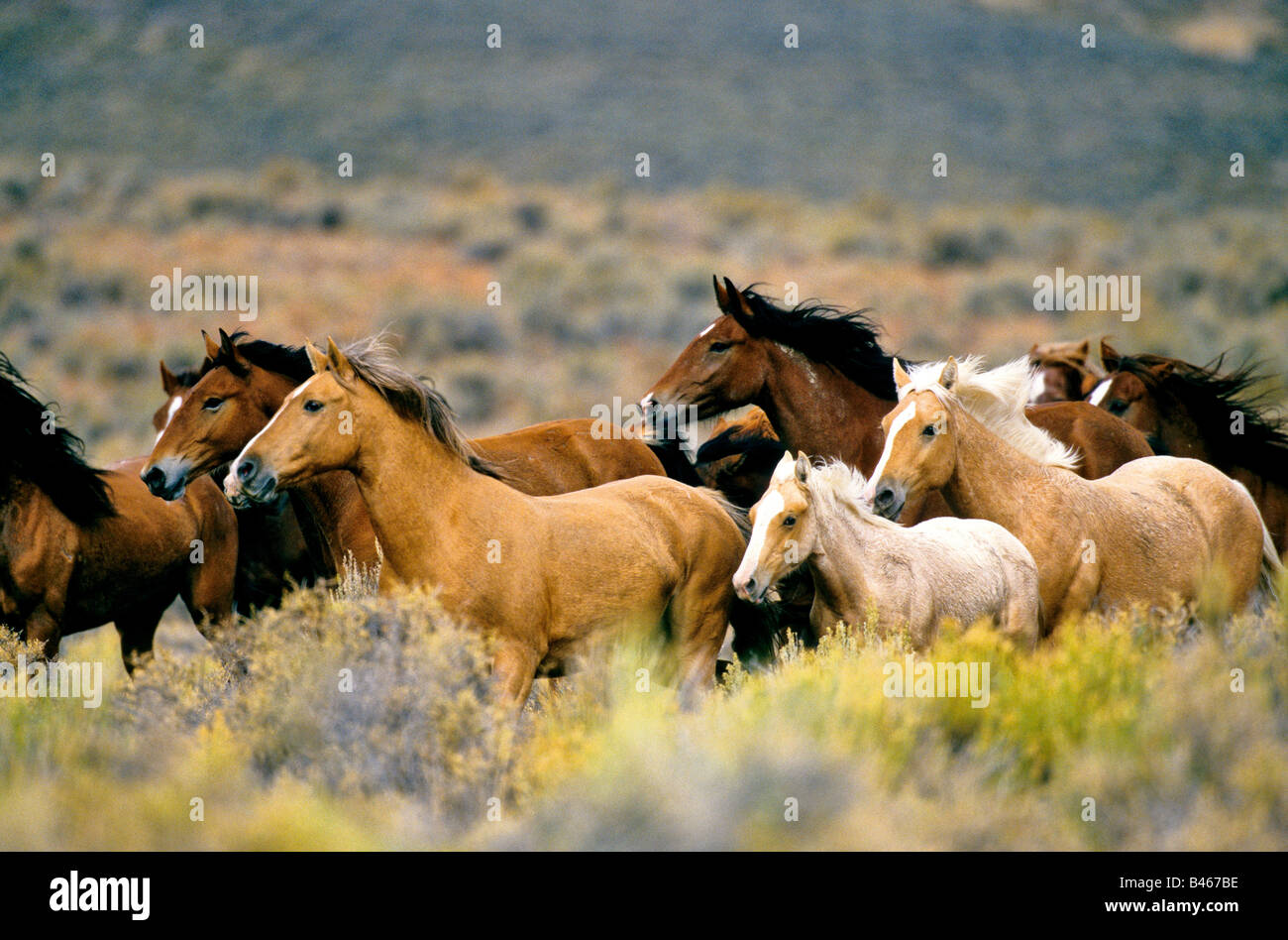 Pintura Moderna Y Fotografia Artistica Cuadros De Manadas De