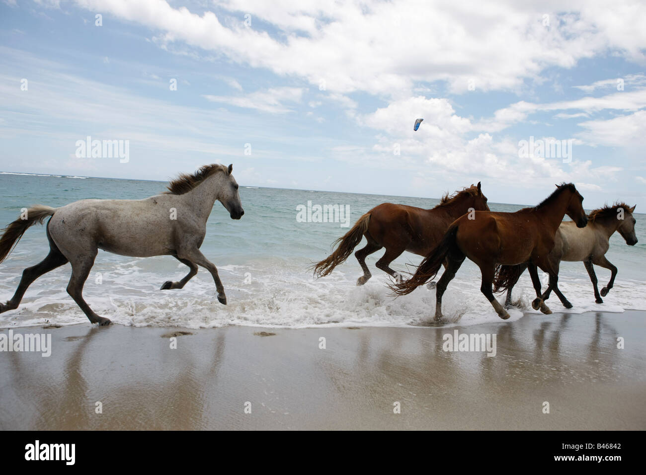 Examinar detenidamente Existencia Aprobación Caballos en una playa fotografías e imágenes de alta resolución - Alamy