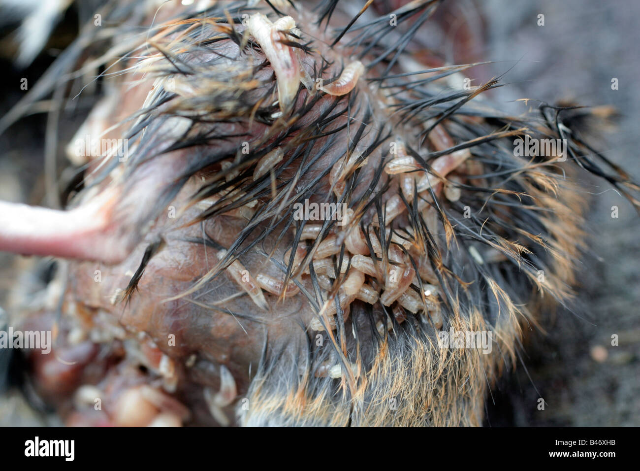 Un cadáver de ratón de campo siendo consumidos por las larvas de moscas Foto de stock