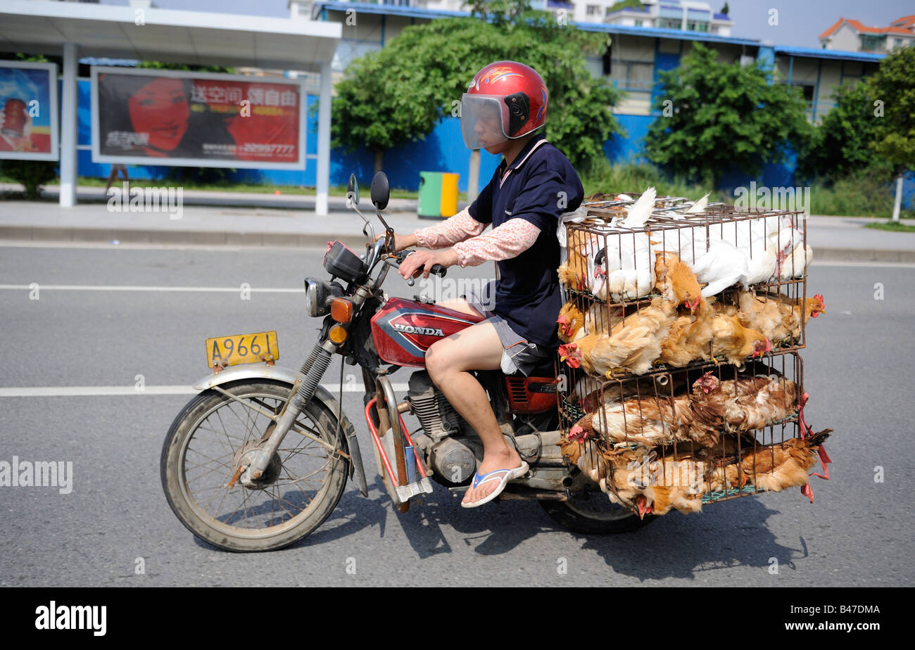 Partida de pollos para el mercado de la parte posterior de la motocicleta en Dongguang, Guangdong, China. 20-Sep-2008 Foto de stock
