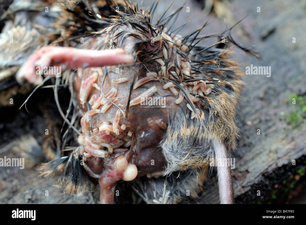 Un cadáver de ratón de campo siendo consumidos por las larvas de moscas Foto de stock