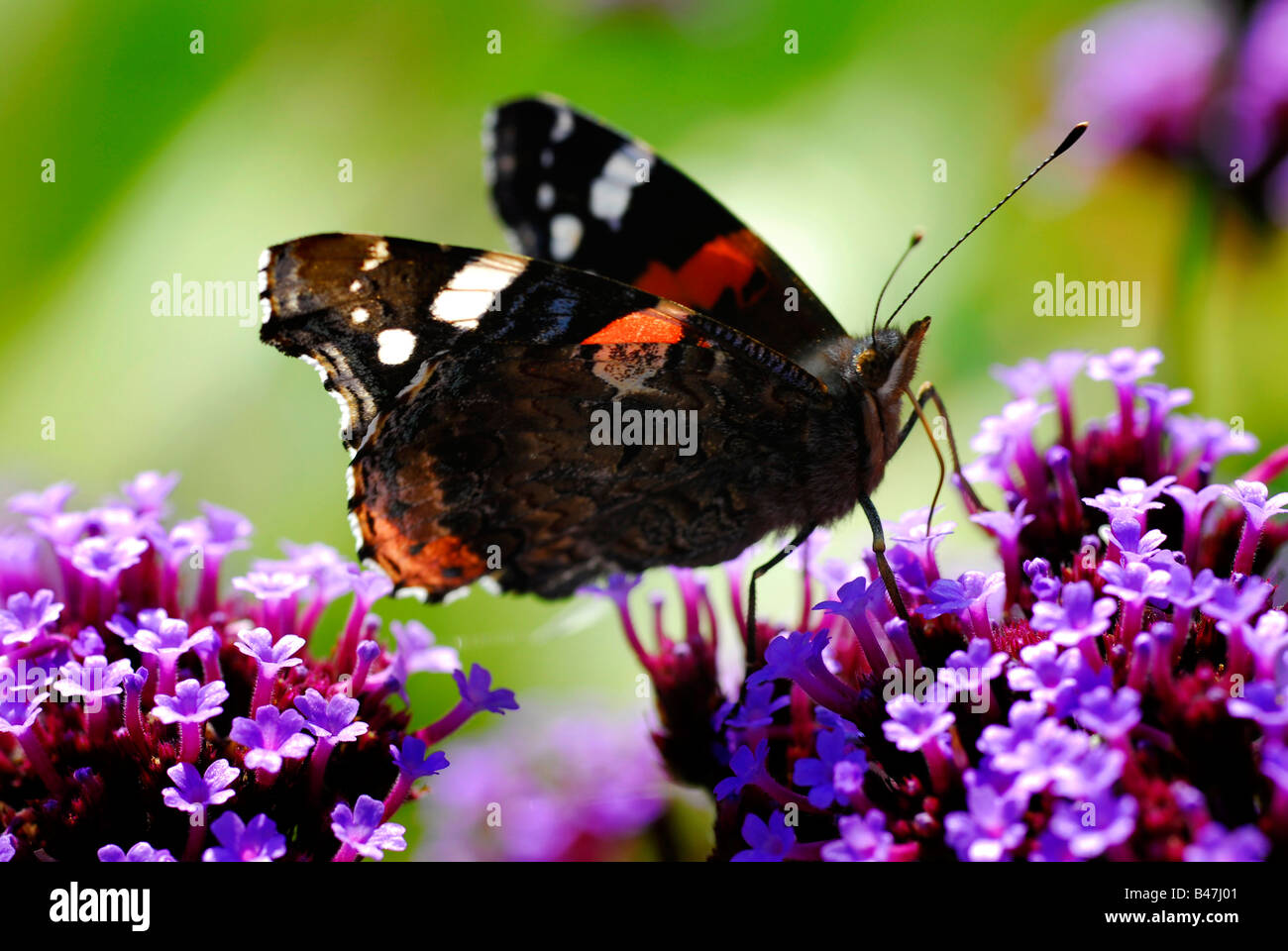 Mariposa alimentándose de flores púrpura Foto de stock