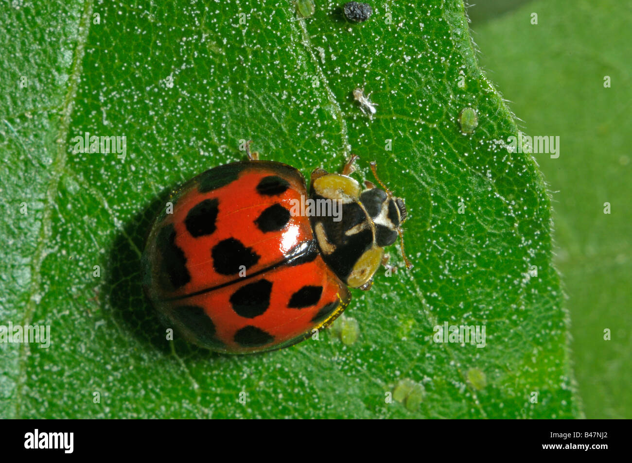Señora asiática Harmonia axyridis Escarabajo (Beetle), en la hoja Foto de stock