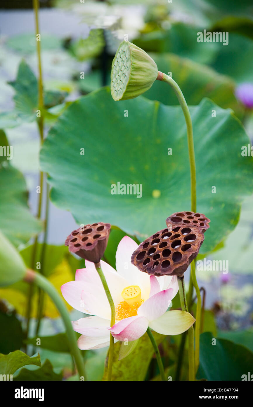 Lotus Nelumbo 'Alba Grandiflora' Flor y cabezas de semillas Foto de stock