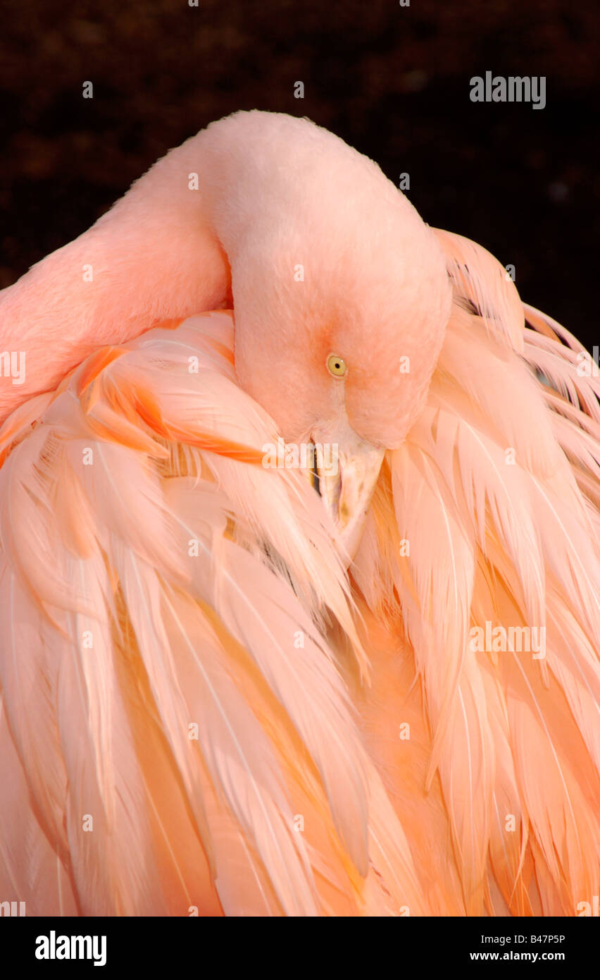 Flamingo descansando acicalarse aves zancudas shore bird Foto de stock