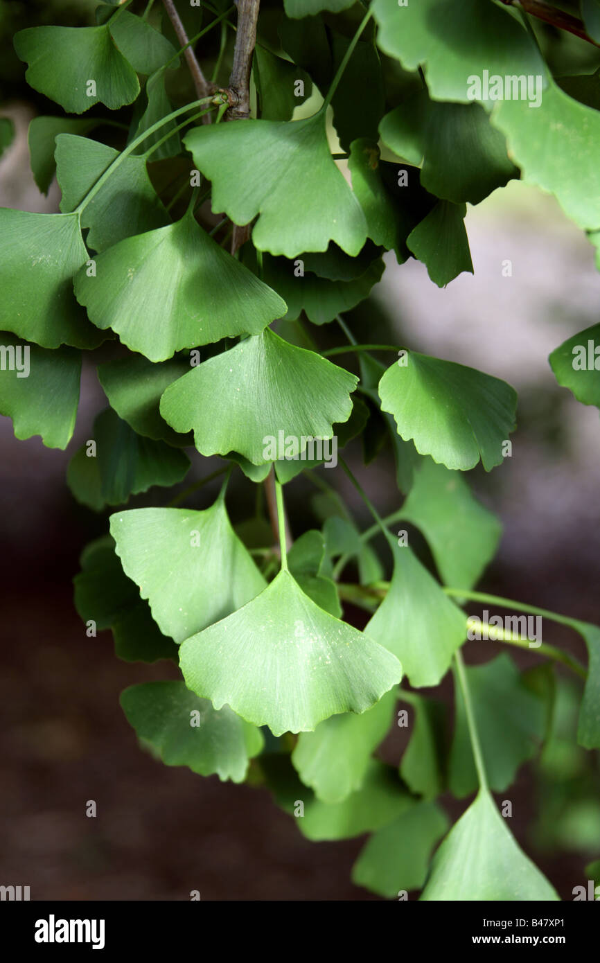 Las hojas del árbol de Maidenhair, Ginkgo biloba, Ginkgoaceae, sudeste de China Foto de stock