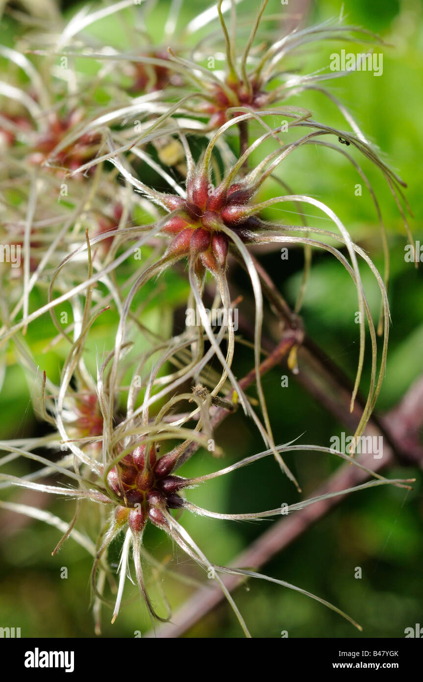 Clematis vitalba cabezas de semillas Foto de stock