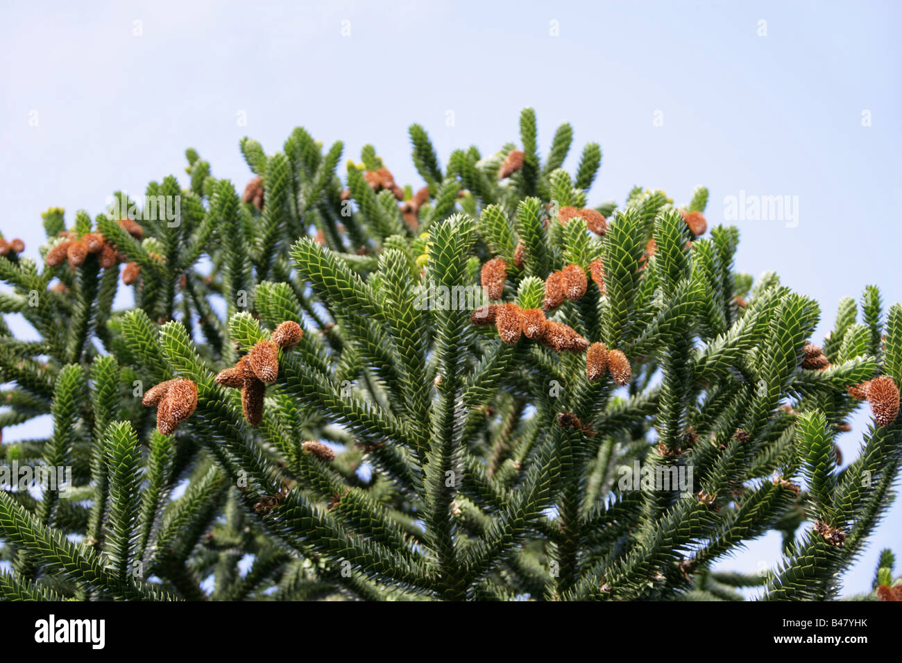 Araucaria, Araucaria araucana, Araucariaceae, Sur de Chile, Sudamérica Foto de stock