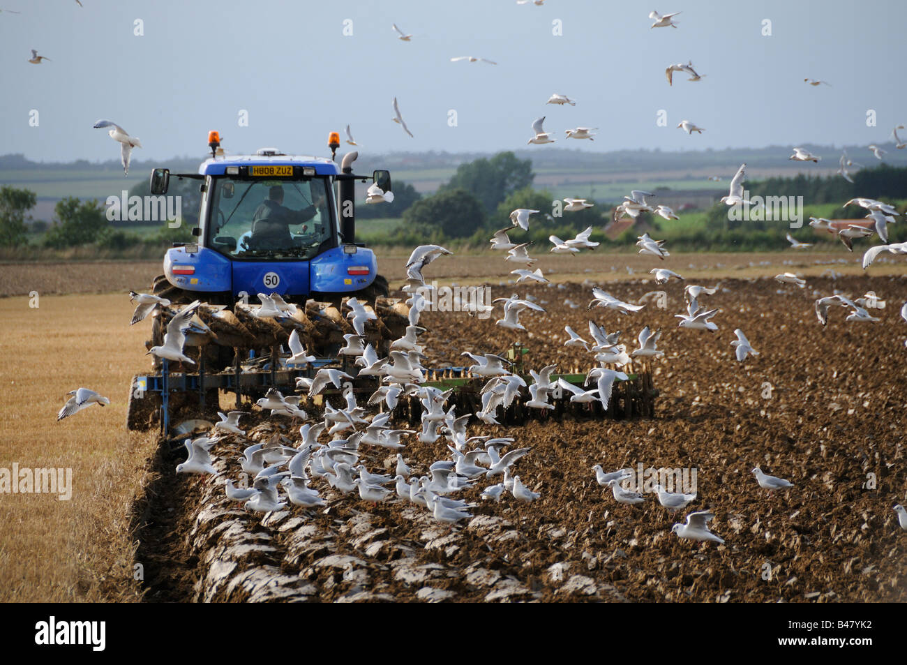 Tractor arando en los rastrojos de los cultivos de cereales con gaviotas de cabeza negra tras el arado Norfolk UK Septiembre Foto de stock