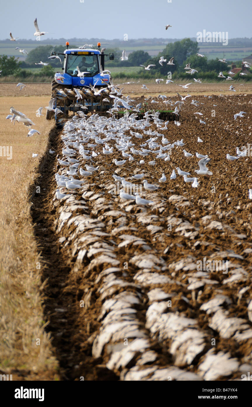 Tractor arando en los rastrojos de los cultivos de cereales con gaviotas de cabeza negra tras el arado Norfolk UK Septiembre Foto de stock