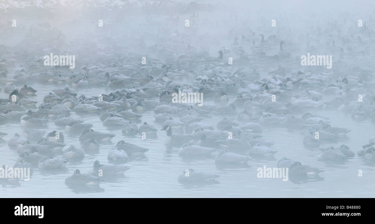 Los gansos de Canadá sobre el Lago Plateado, Rochester, Minnesota Foto de stock