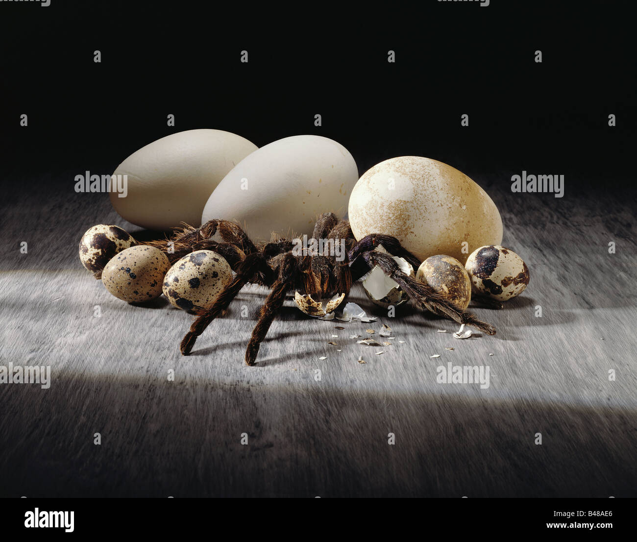 Huevos De Tarántula Fotos e Imágenes de stock Alamy