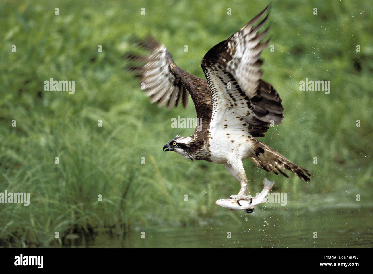 Holding fish in claws fotografías e imágenes de alta resolución - Alamy