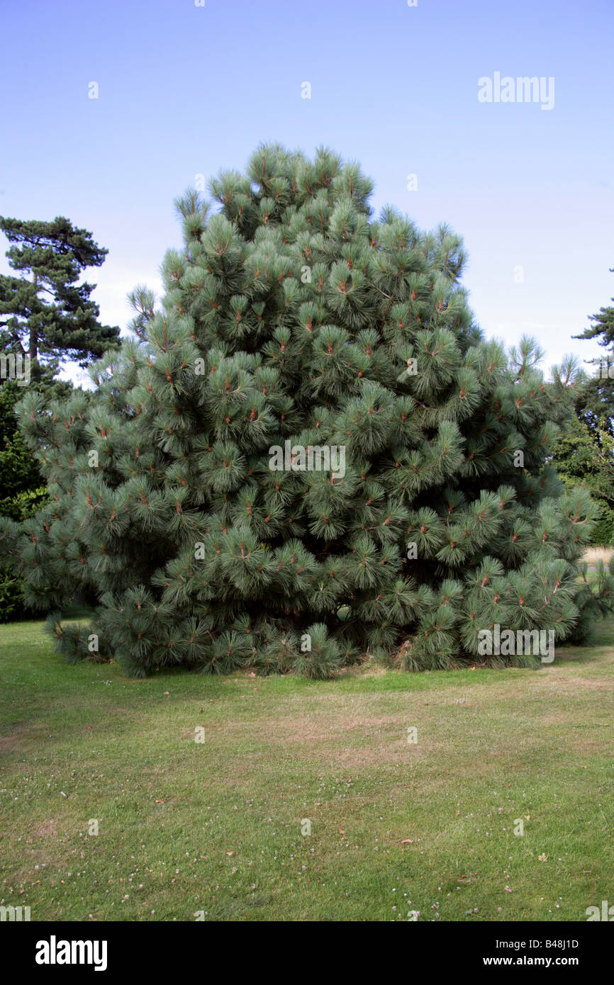 Coulter Pine o Big-cono Pino Pinus coulteri, Pinaceae, California y el Noroeste de México. Foto de stock