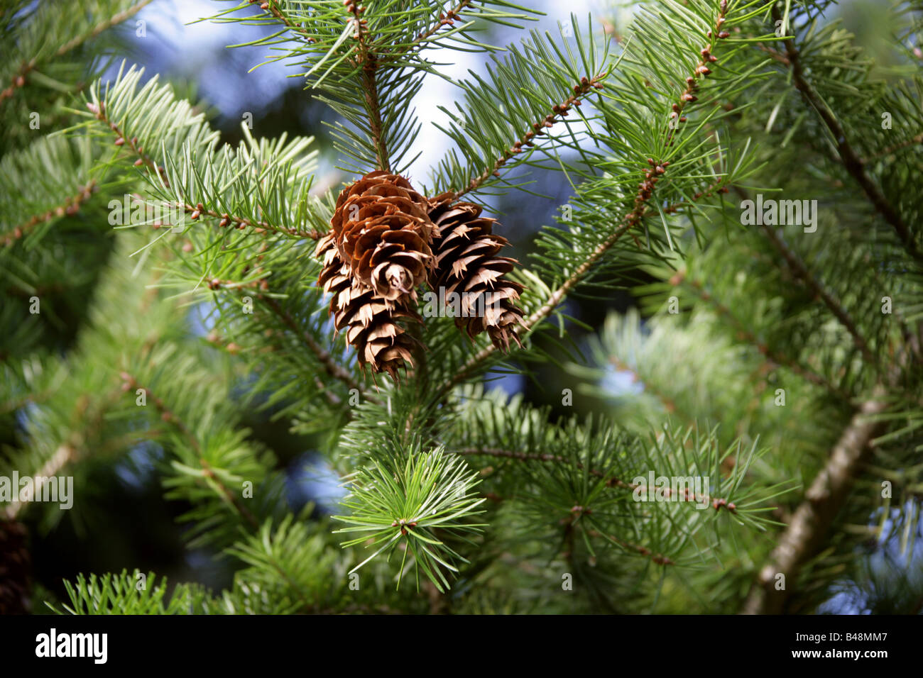 Oregon Douglas-fir o costa-abeto de Douglas, Pseudotsuga menziesii, Pinaceae, Norteamérica y México Foto de stock