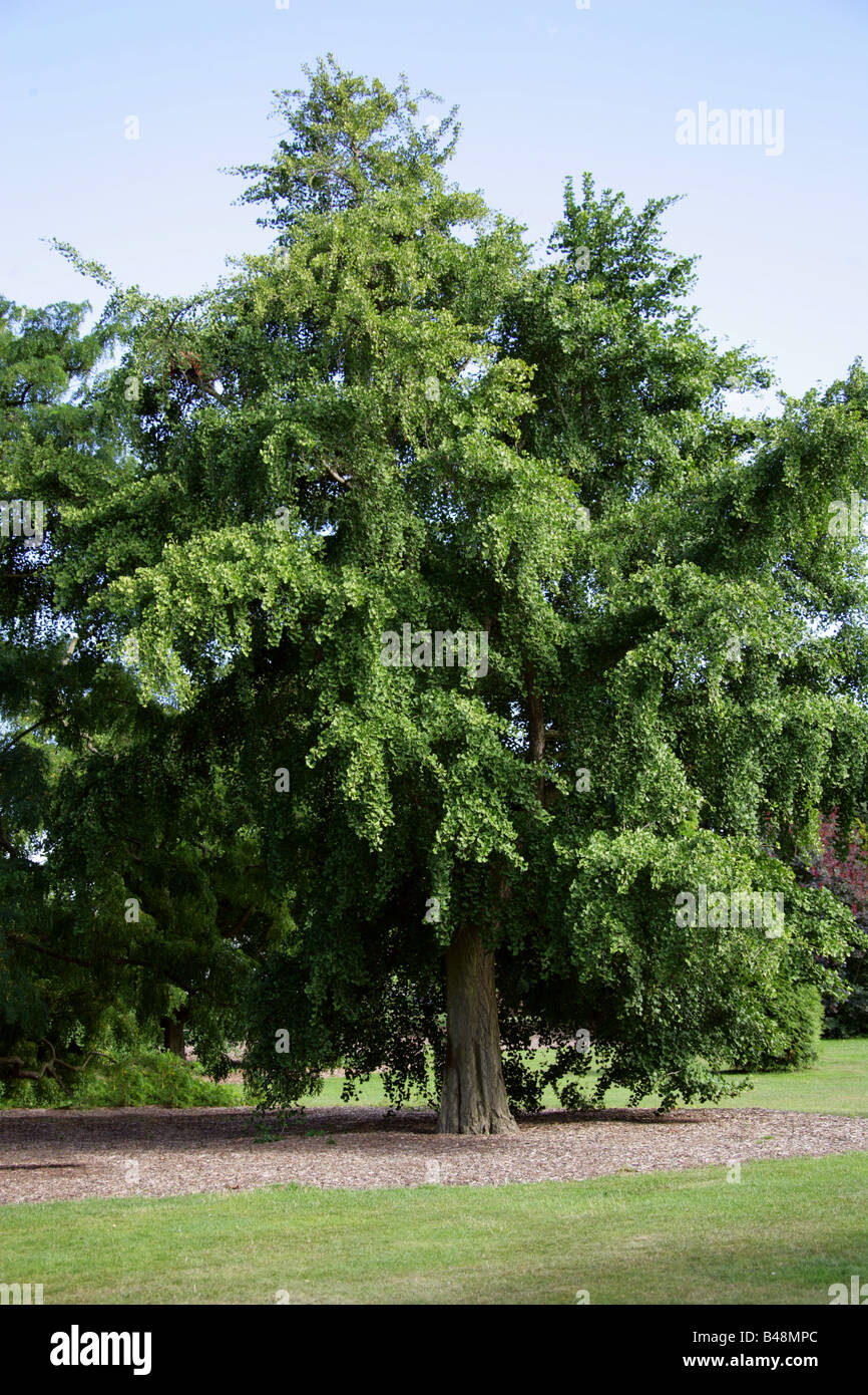 Maidenhair Tree, Ginkgo biloba, Ginkgoaceae, sudeste de China Foto de stock