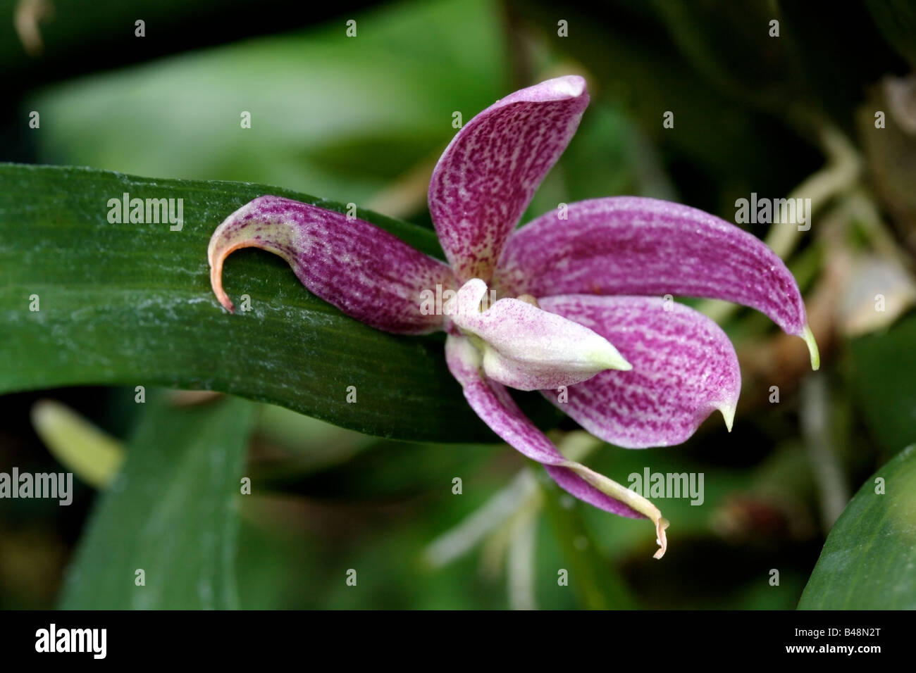 Detalle de una flor de orquídea Epidendrum rosa Fotografía de stock - Alamy