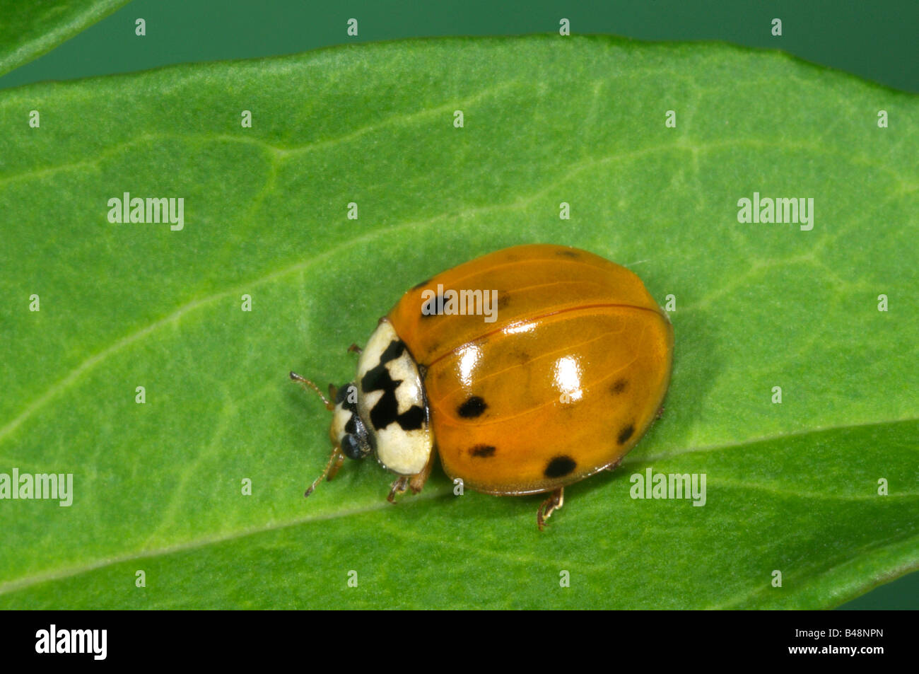 Señora asiática Harmonia axyridis Escarabajo (Beetle), en la hoja Foto de stock