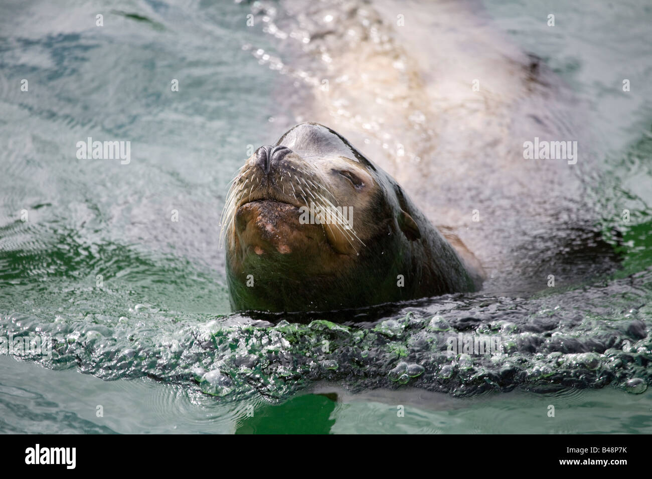 León marino californiano Zalophus californianus rocosas rescatadas en el National Seal Sanctuary cornwall Foto de stock