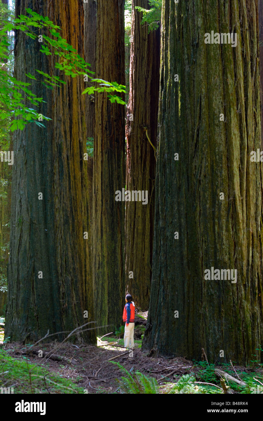 Turista parado entre secoyas gigantes en Williams Grove, Avenida de los gigantes, Humboldt Redwoods State Park, California, EE.UU. Foto de stock