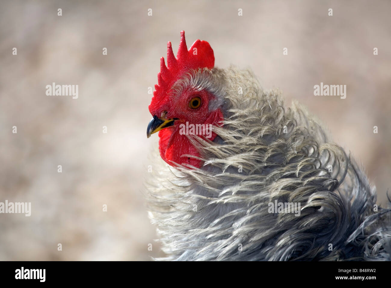 Gris retrato de gallina Foto de stock
