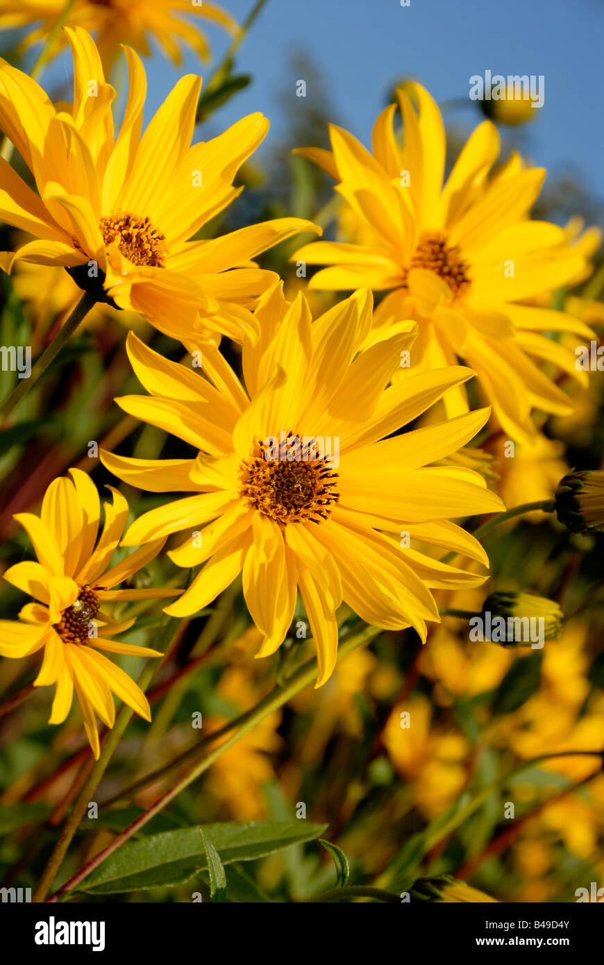Fotos de las flores amarillas helianthus maximiliani La imagen fue tomada contra un cielo de verano azul Foto de stock