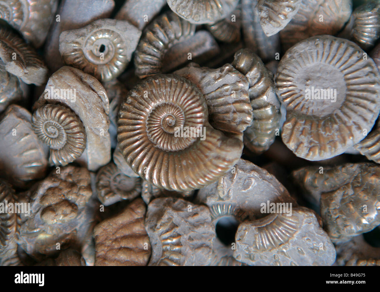 Los fósiles de ammonites en oro del tonto (hierro byrite) recogidos en la playa en Seatown, Dorset, Inglaterra. Foto de stock