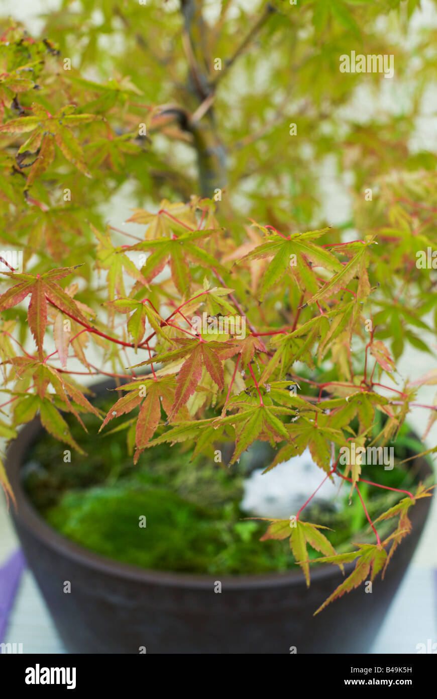 Momiji Bonsai Tree Plant Fotograf as E Im genes De Alta Resoluci n Alamy momiji-bonsai-tree-plant-fotograf-as-e-im-genes-de-alta-resoluci-n-alamy