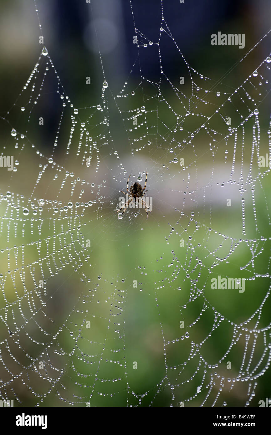 Araña de jardín común británico en un web cubierto de rocío Foto de stock