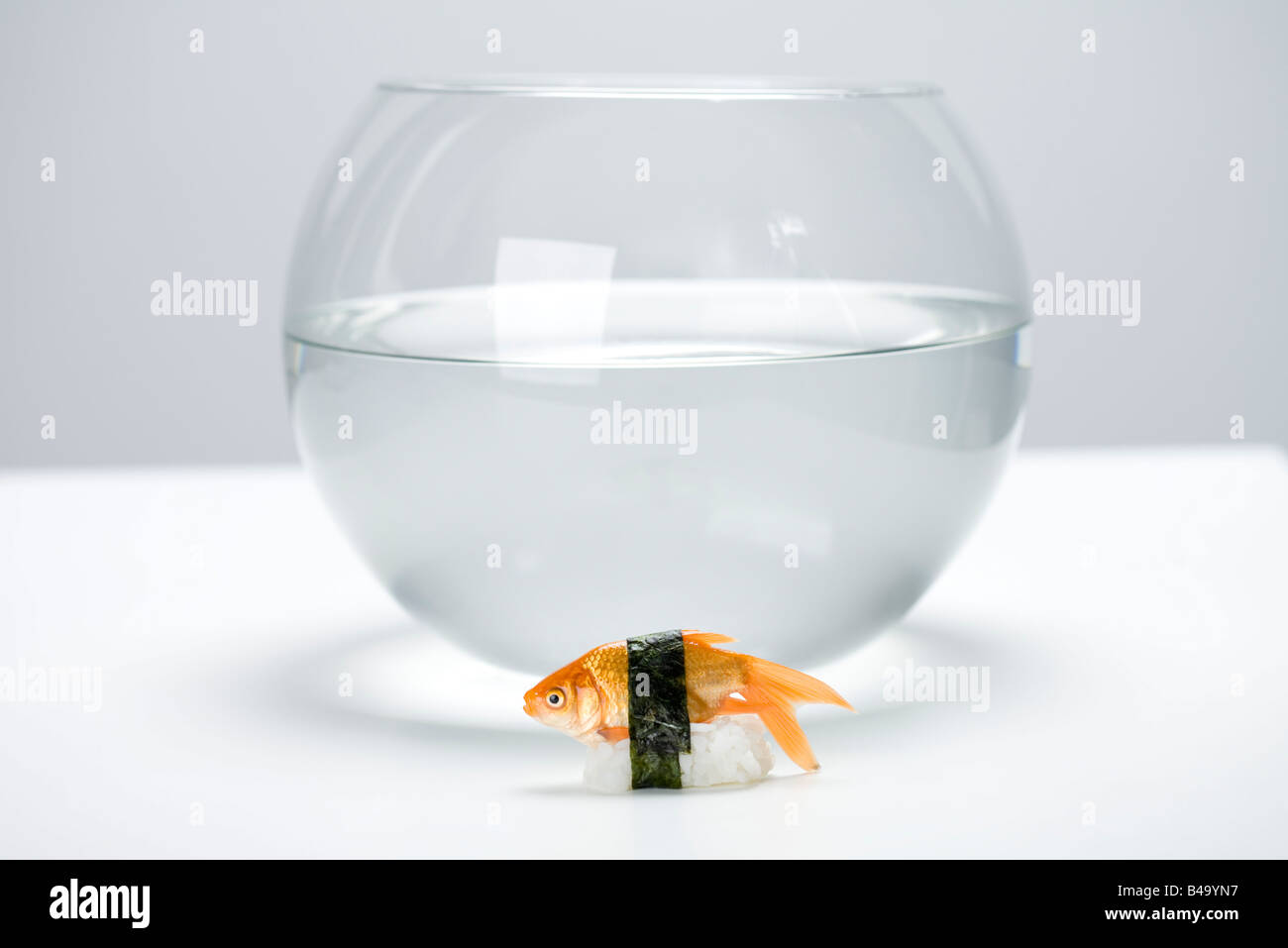 Goldfish preparado como sushi nigiri situada delante de la pecera vacía Foto de stock