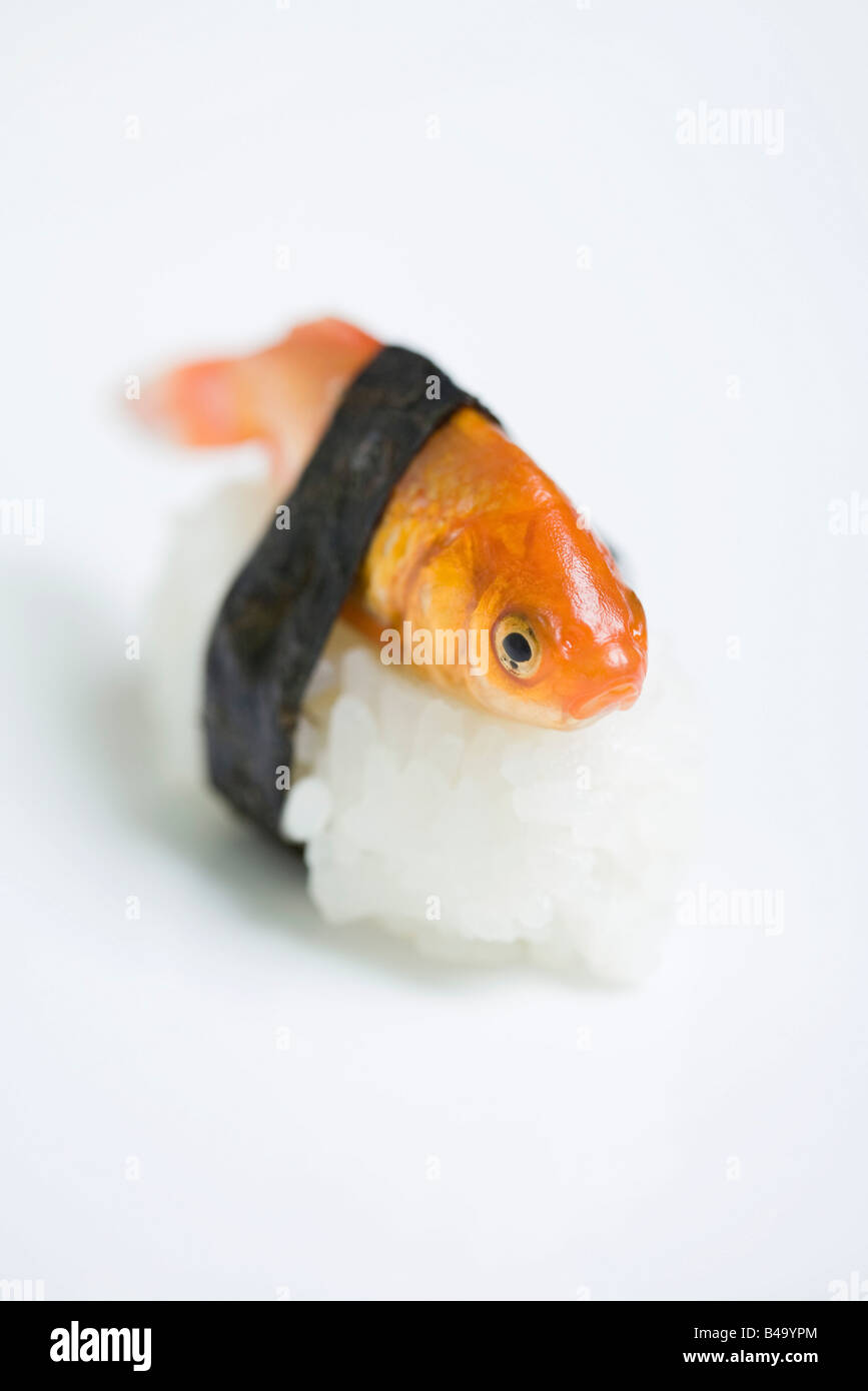 Goldfish preparado como nigiri sushi, close-up Foto de stock