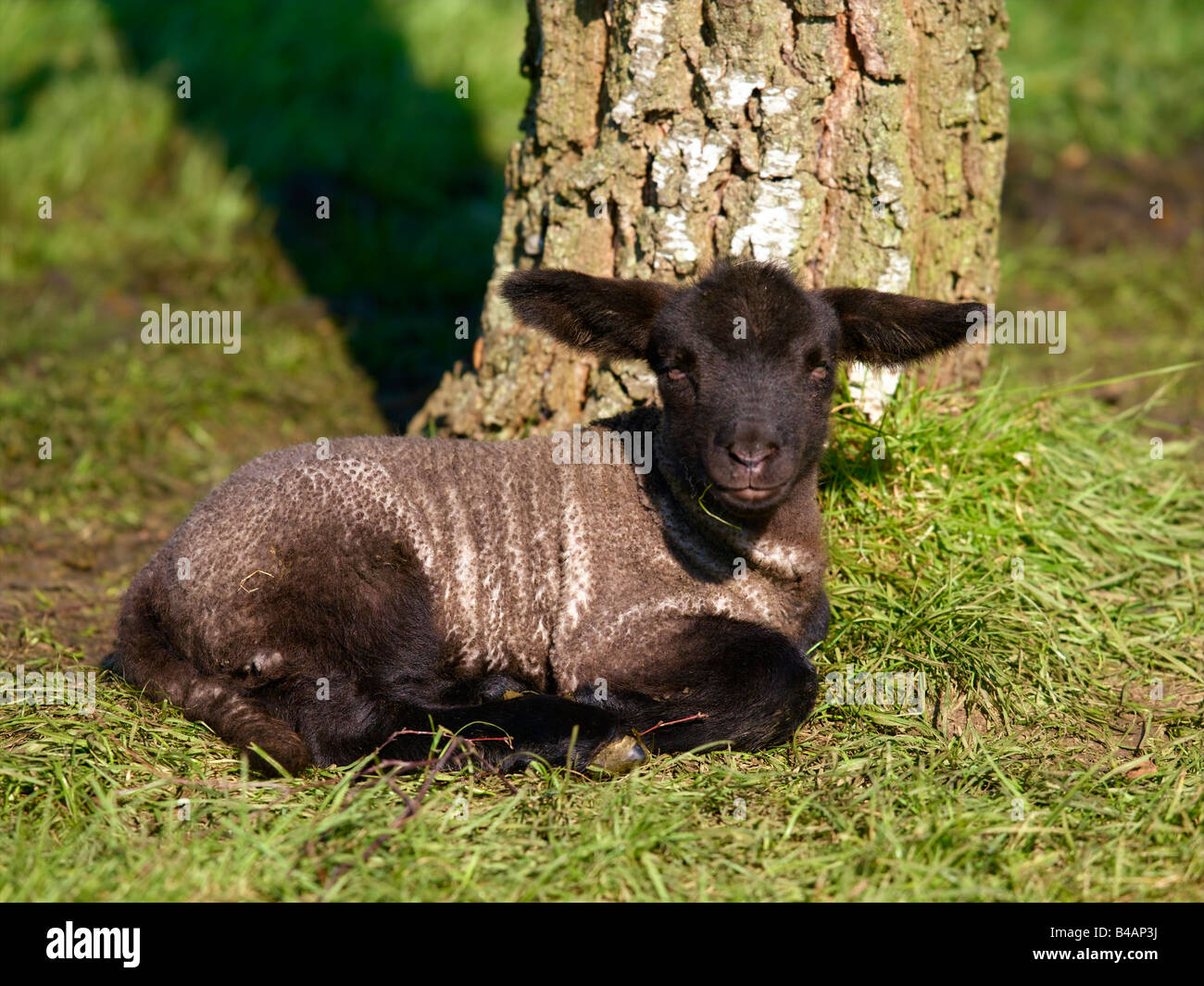 Los mamíferos, ovejas, Cordero Foto de stock