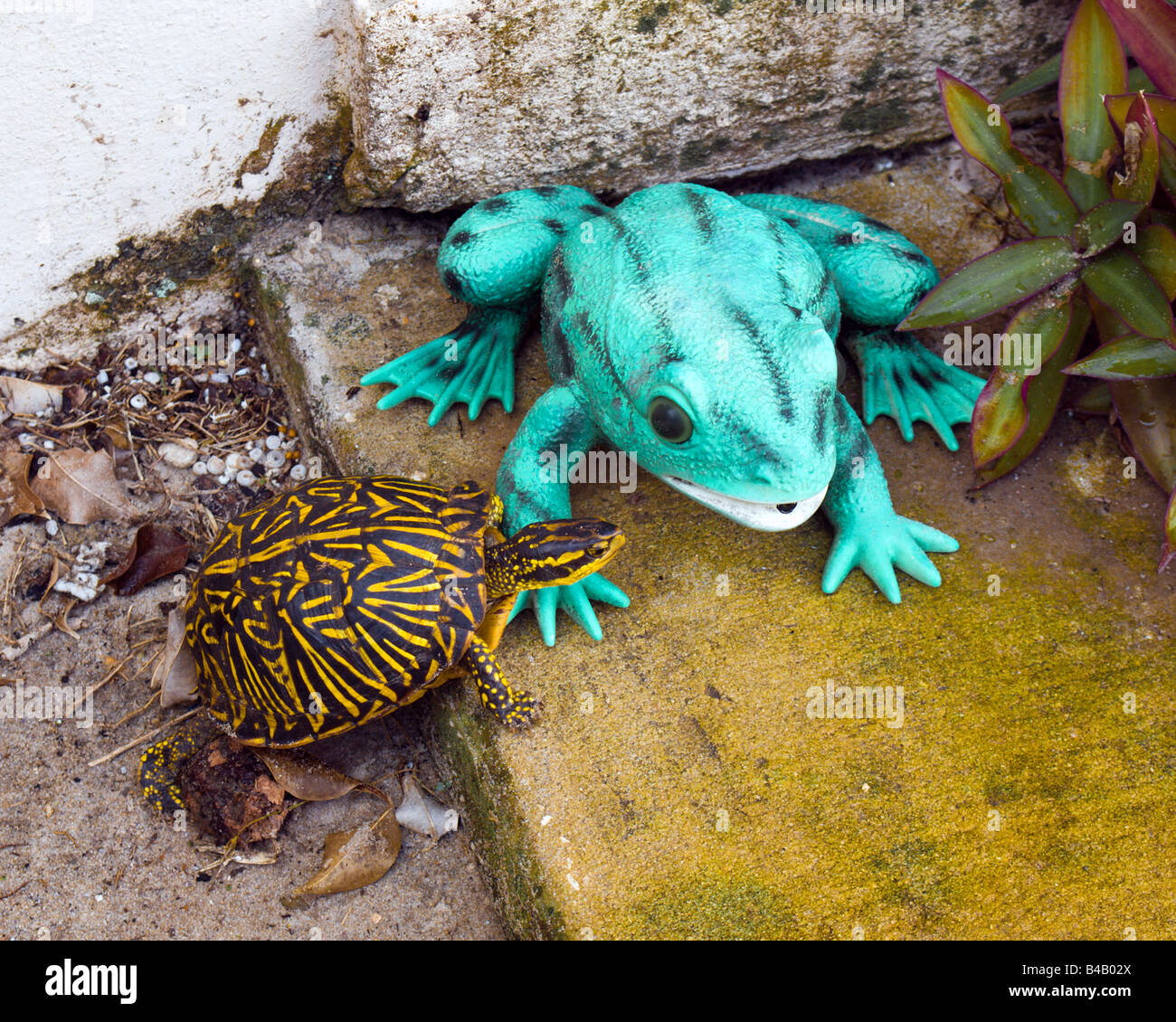 Una tortuga de caja de Florida enfrenta un falso hablando RANA (Terrapene  Carolina BAURI Fotografía de stock - Alamy