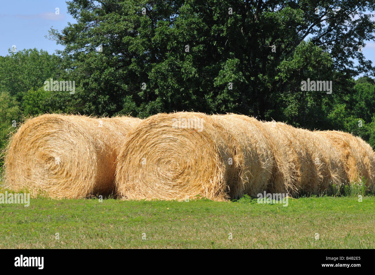 Rollos de heno. Foto de stock