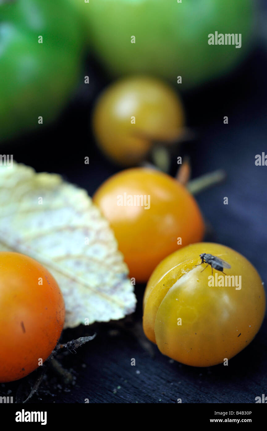 Gran mosca se alimentan de escupir amanecer dorado amarillo tomate causado por el riego irregular de la planta Foto de stock