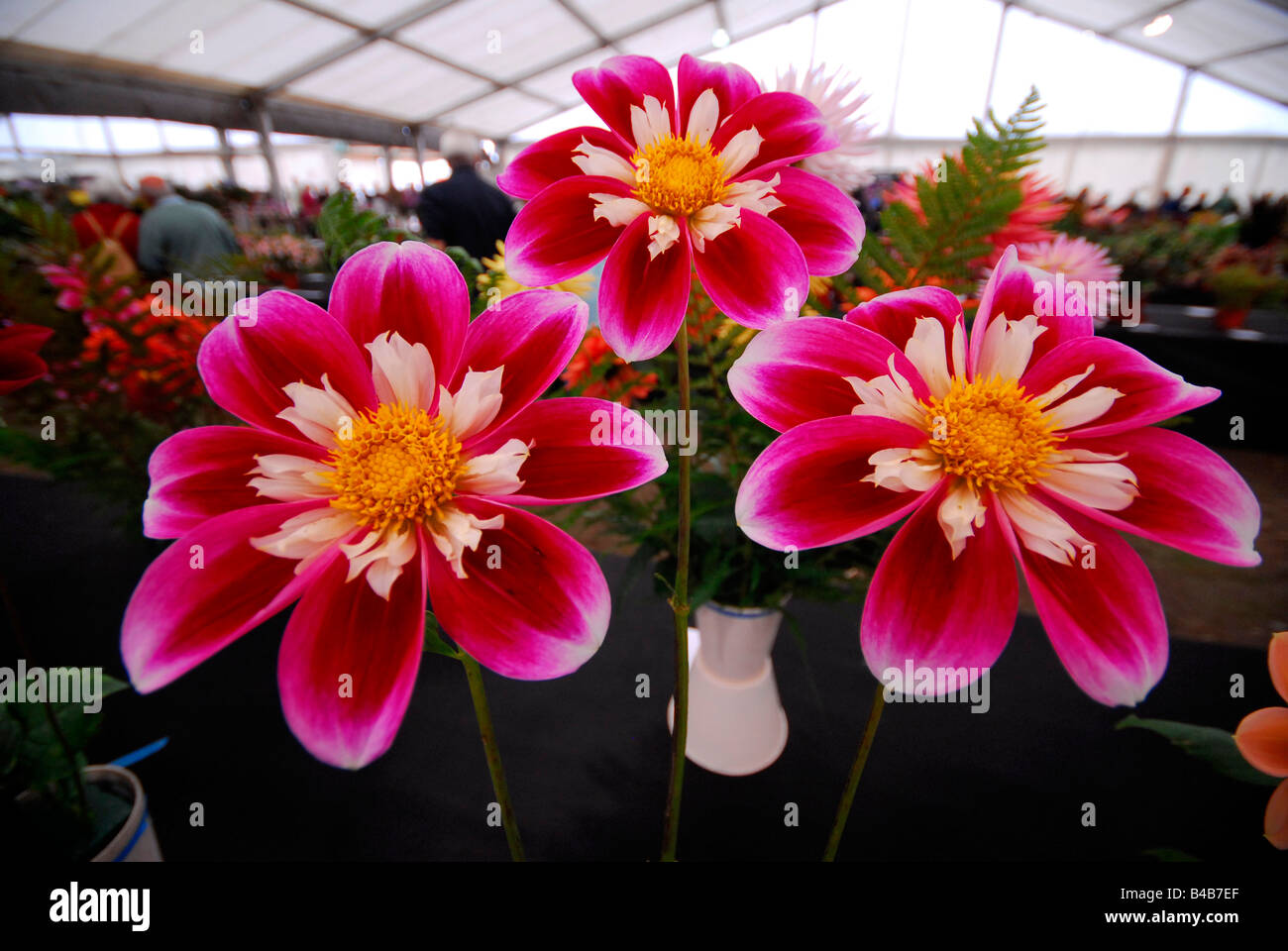 3 ganadores del premio dalia flores en la feria de las flores Foto de stock