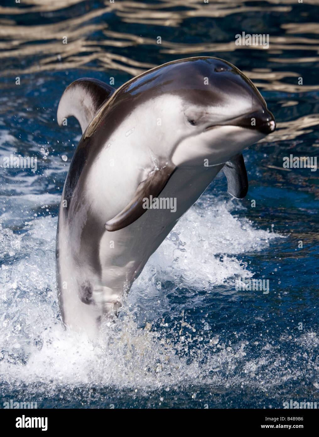 Cara blanca del Pacífico, Lagenorhynchus olbiquidens de delfines en el acuario de Vancouver, Canadá. Foto de stock
