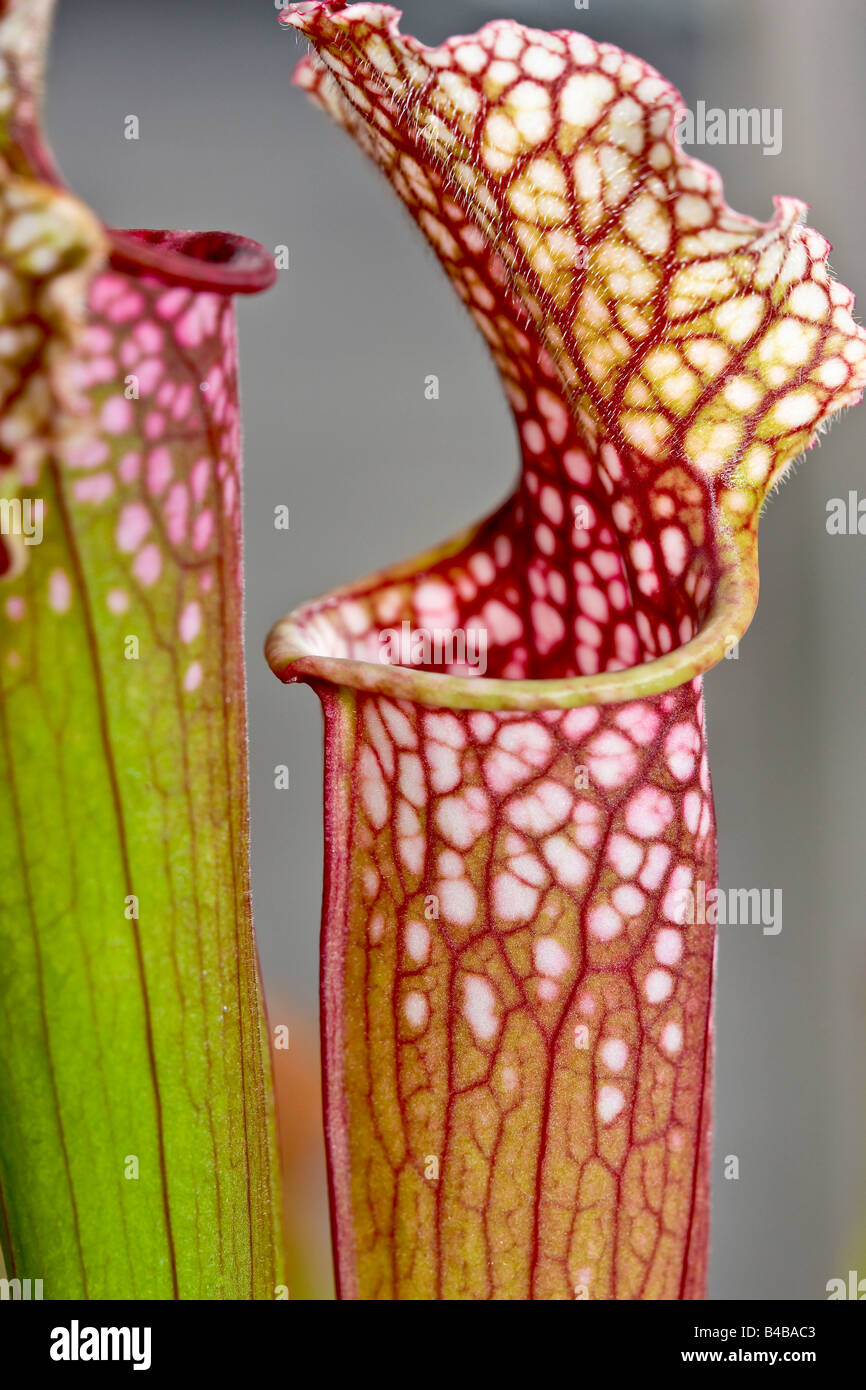 Planta de trampa fotografías e imágenes de alta resolución Alamy