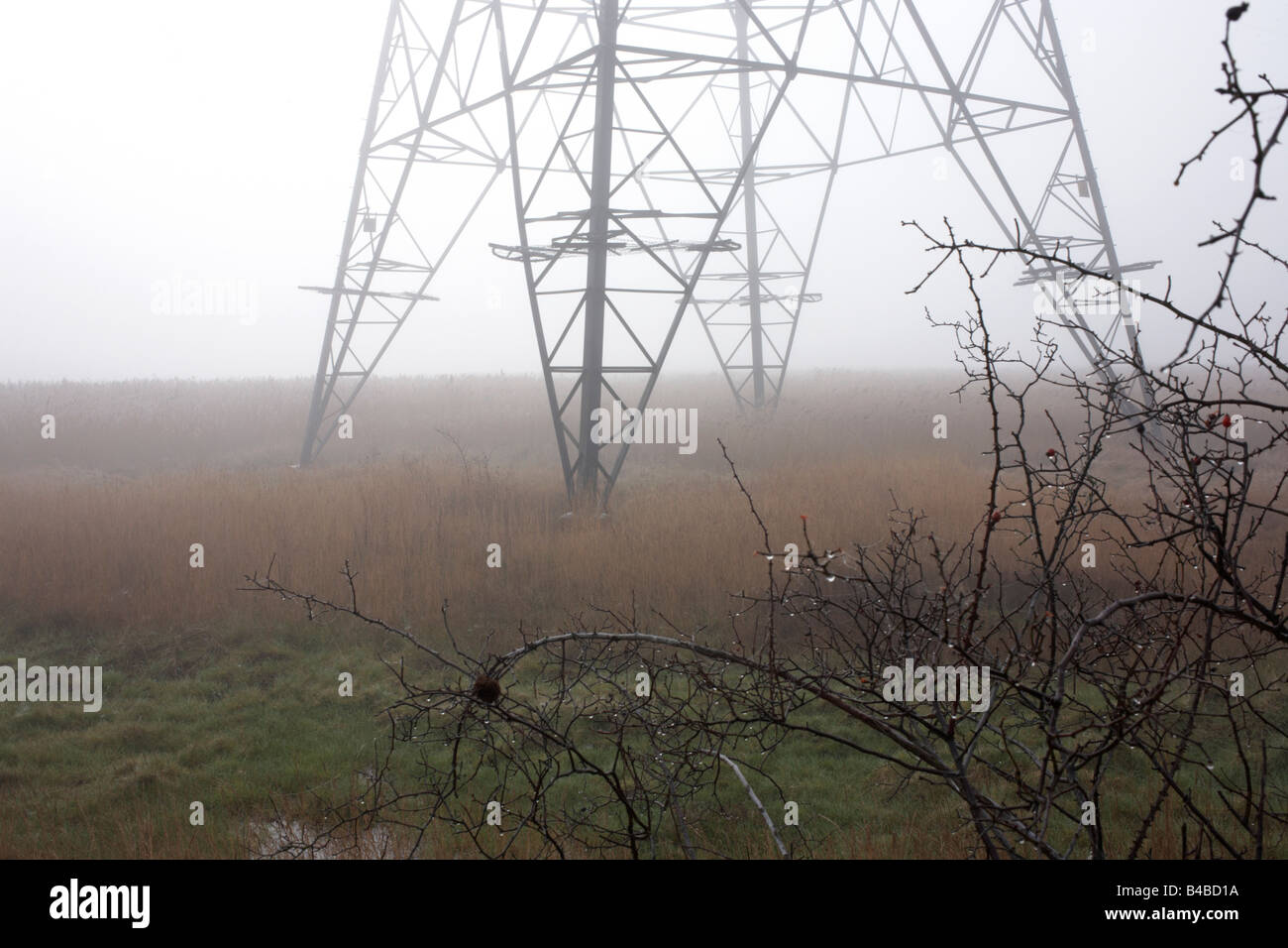 Plantas espinosas en primer plano junto a un poste eléctrico L6 detrás de una brumosa mañana sobre botánica pantanos, Swanscombe, Kent Foto de stock