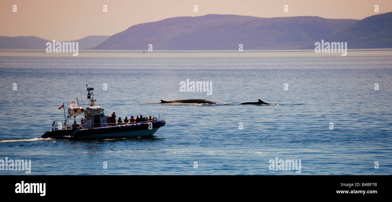 Zodiac en un viaje de avistamiento de ballenas en Tadoussac siguientes 2 rorcual común en Quebec, Canadá. Foto de stock