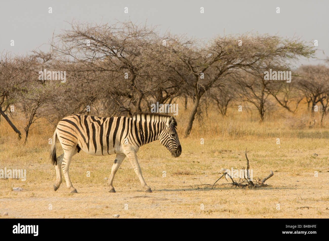 Llanuras zebra Equus burchellii Parque Nacional Etosha Namibia Foto de stock