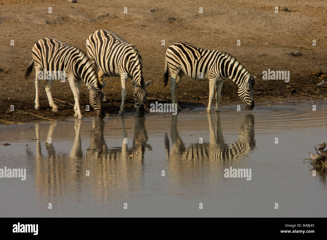 Llanuras Zebra Namibia Foto de stock