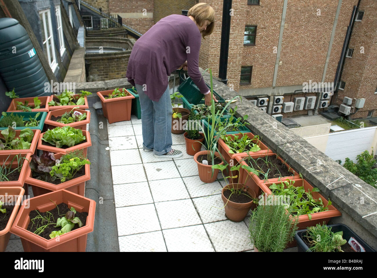 Mujer regar Verduras Ensaladas terraza huerto urbano de Londres Fotografía  de stock - Alamy