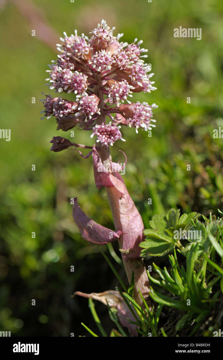 Alpine Butterbur (Petasites paradoxus), floración Foto de stock