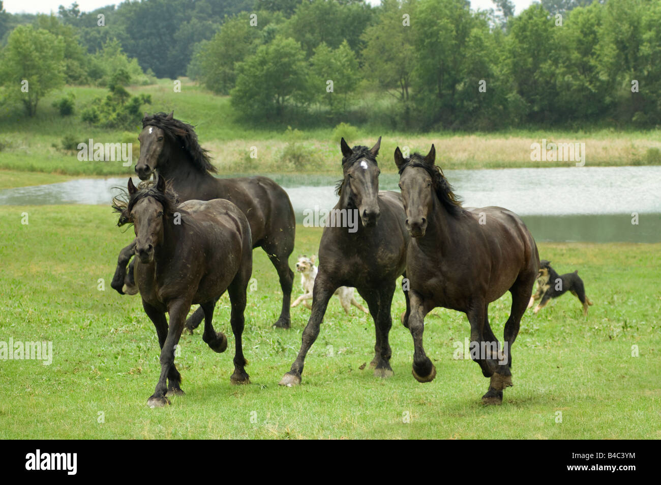 Manada de caballo de tiro Percheron negro yeguas corren a través de verdes campos abiertos Foto de stock