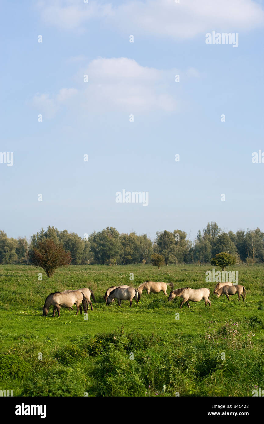 Grupo de Konig caballos que viven en libertad en el parque nacional Oostvardersplassen Foto de stock