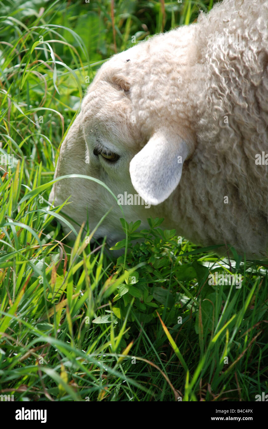 Las ovejas comen hierba Foto de stock
