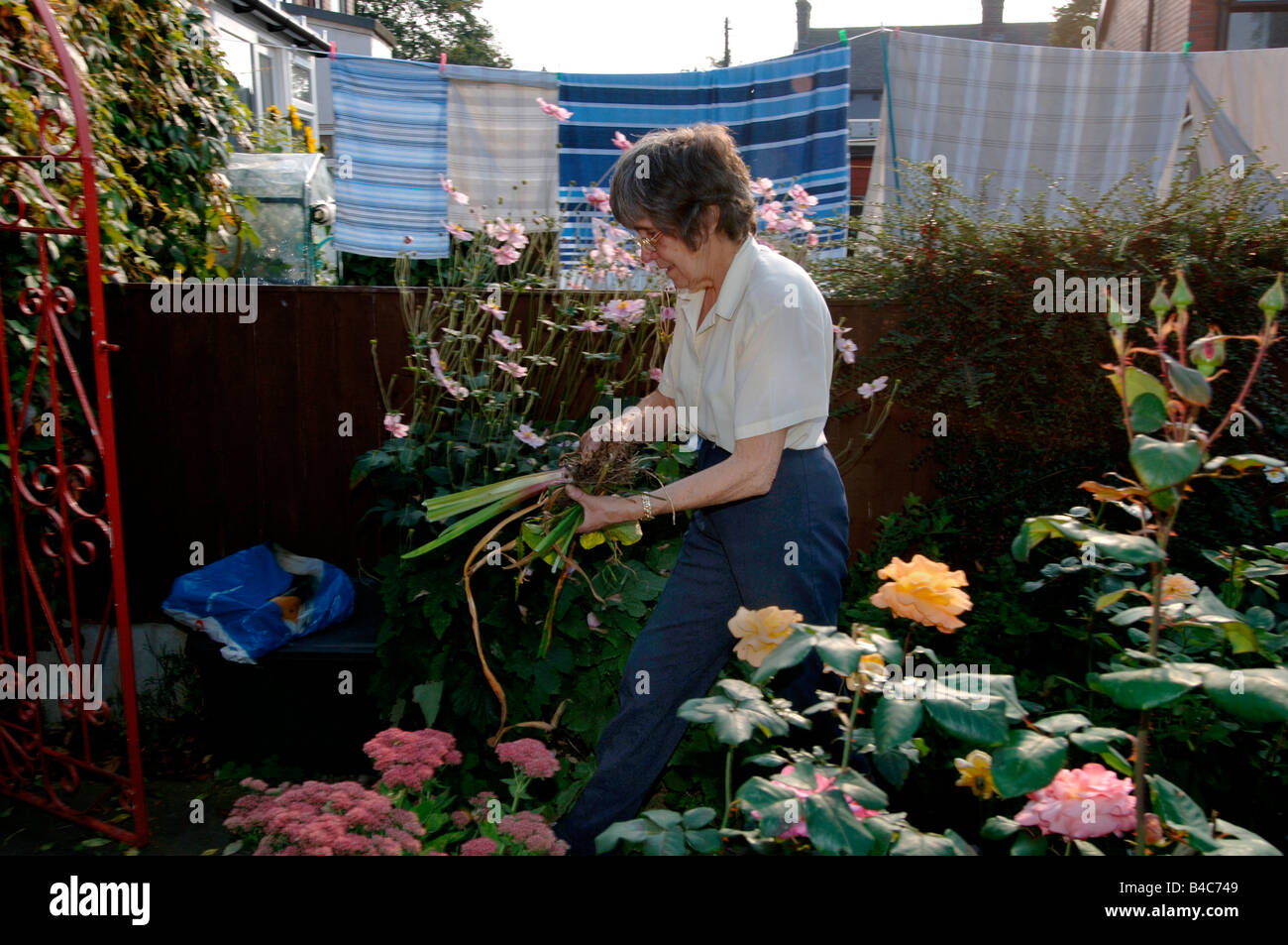 Una mujer de principios de los setenta, trabajando en el jardín Foto de stock