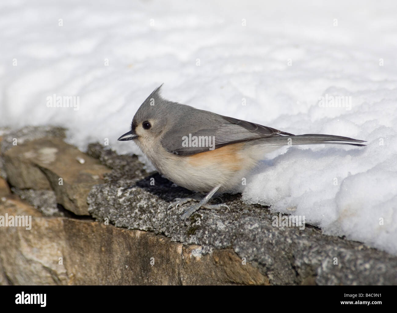 Tufted pajarito canto del pájaro en la nieve. Foto de stock