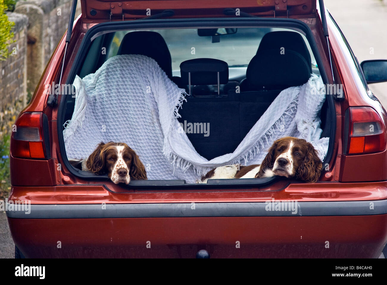 Dos Épagneuls sentado mirando fuera del maletero de un coche aparcado berlina. Reino Unido de Gran Bretaña Inglaterra 2008 Foto de stock